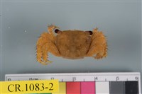 藏品(方形大額蟹)的圖片